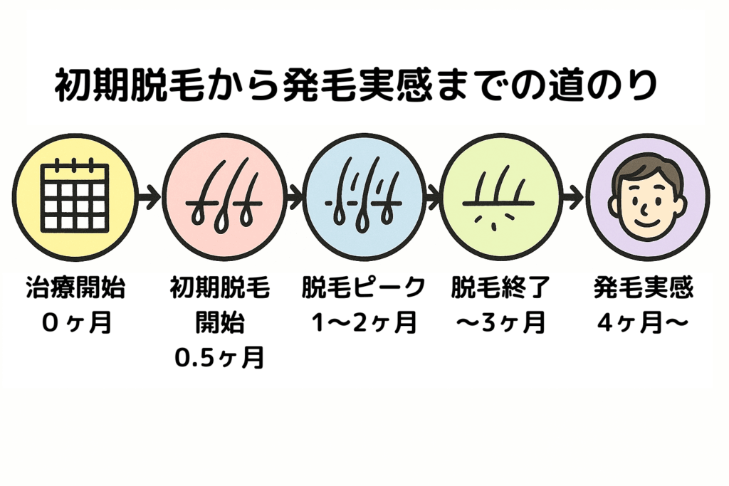 初期脱毛から育毛期間までの道のりを描いたイメージ画像